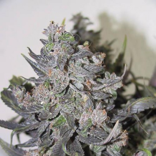 Auto Blue Mystic Silver