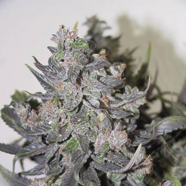 Насіння Auto Blue Mystic Silver