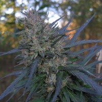 Auto Blueberry Bliss Feminised Silver