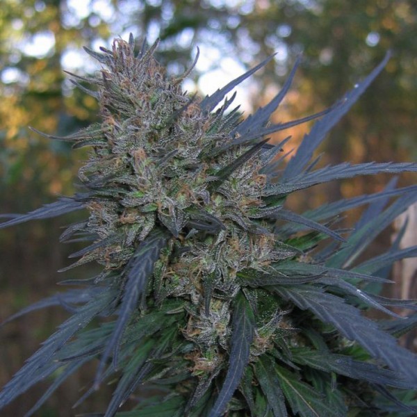 Auto Blueberry Bliss Silver regular