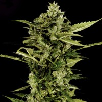 Auto Bombshell Silver