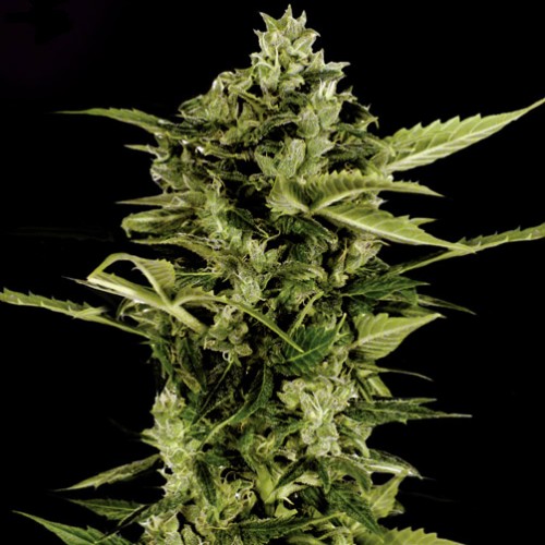 Auto Bombshell Silver