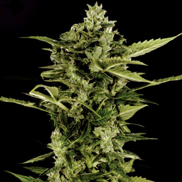 Auto Bombshell Silver