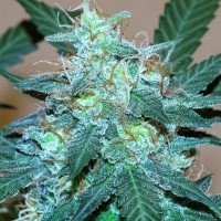 Насіння Auto Bruce Banner Feminised Silver