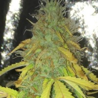 Auto Bubble Gum Silver