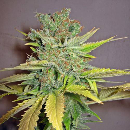 Auto California Orange Feminised Silver