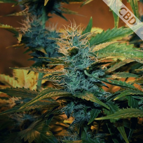 Auto CBD Green Crack Feminised Silver