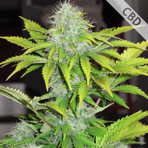 Auto CBD White Widow Feminised Silver