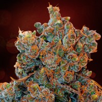 Auto Cheese Fondue Feminised Silver