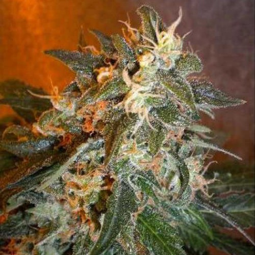 Auto Cobra Silver regular