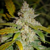 Auto Colorado Cookies Silver