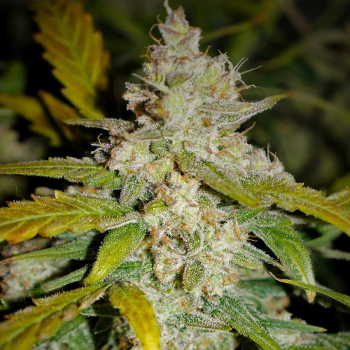 Auto Colorado Cookies Silver