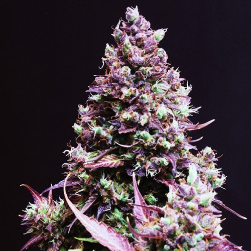 Auto Cream Caramel Feminized Silver seeds