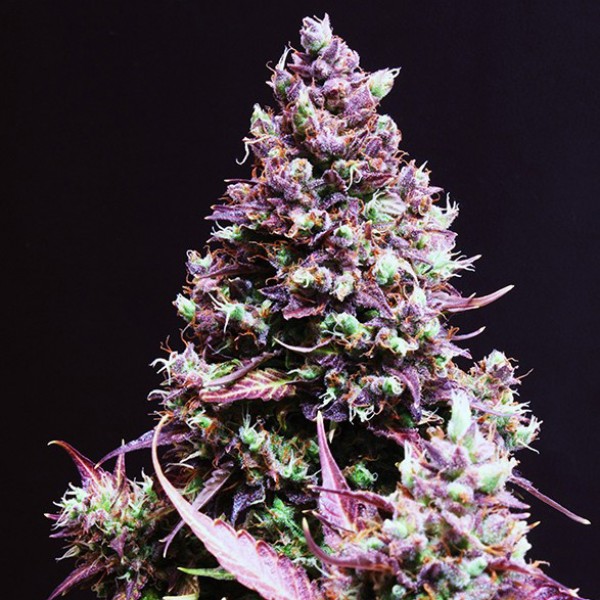 Auto Cream Caramel Feminized Silver seeds