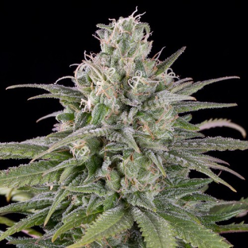 Auto Critical Citrus Punch Feminised Silver
