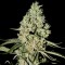 Auto Critical Feminised Silver seeds