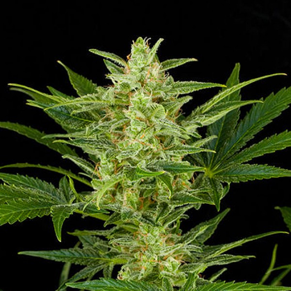 Auto Critical Jack Feminised Silver