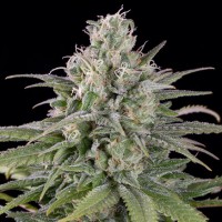 Насіння Auto Critical Orange Punch Feminised Silver