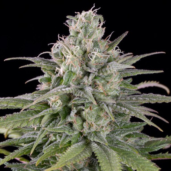 Auto Critical Orange Punch Feminised Silver