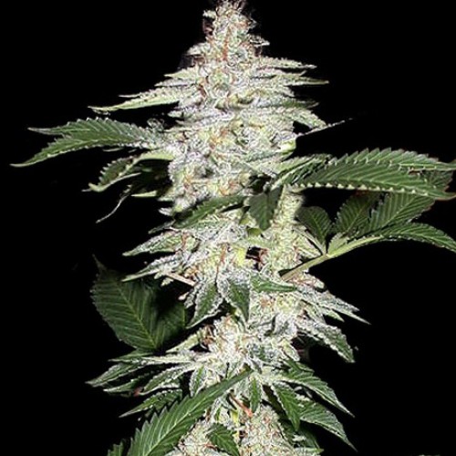 Auto Crystal METH Silver regular