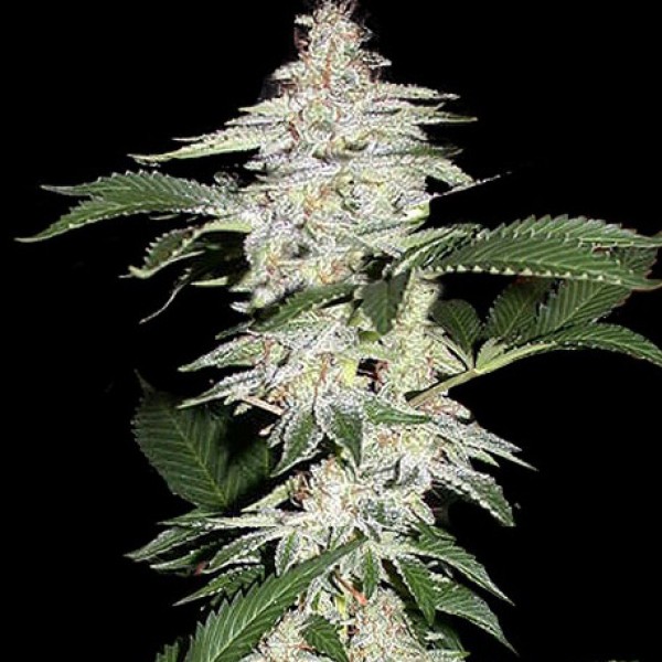 Auto Crystal METH Silver regular