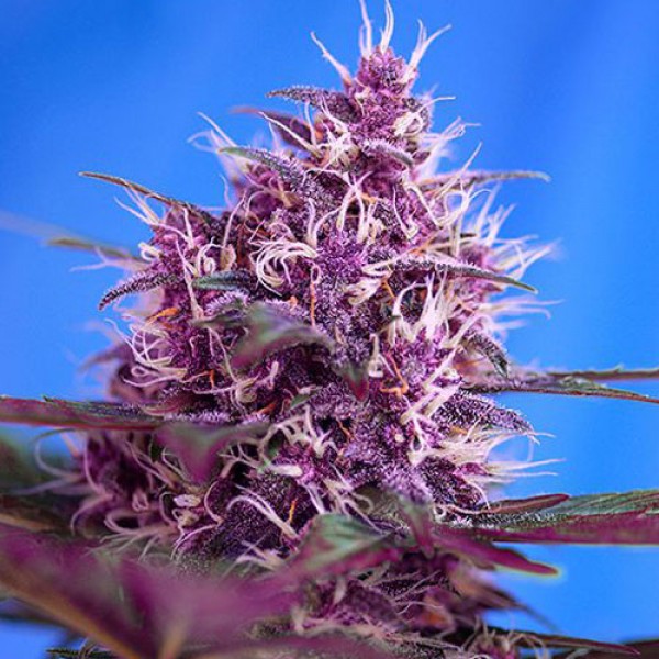 Auto Dark Devil Feminised Silver Seeds