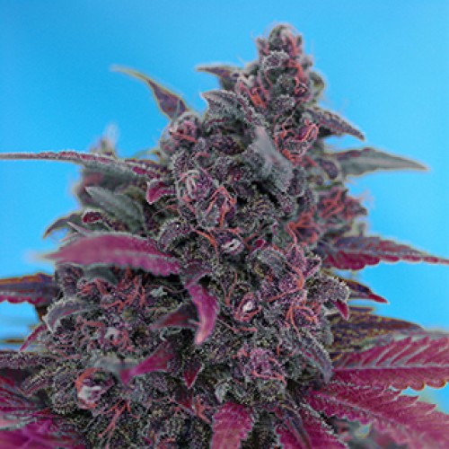 Auto Black Devil Silver