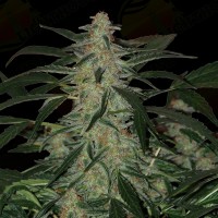 Auto Deimon Feminised Silver