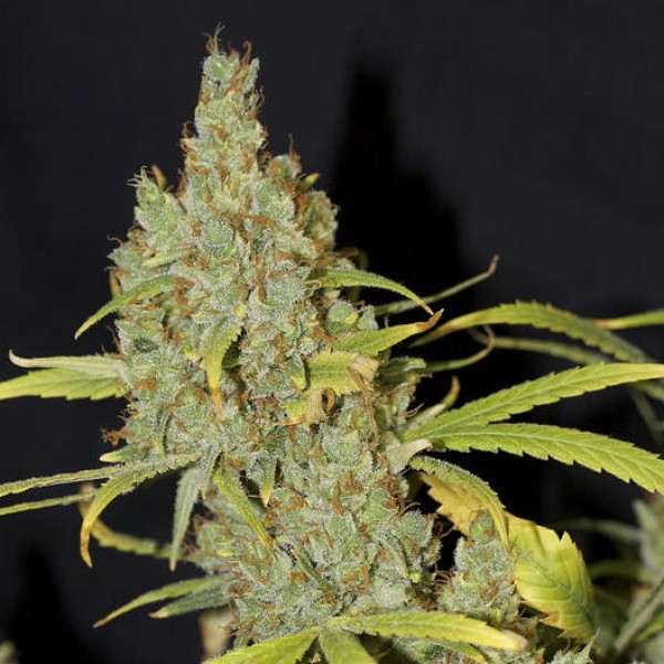 Auto Delhi Cheese Feminised Silver