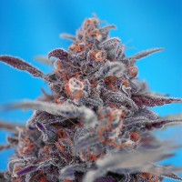 Auto Devil Cream Feminised Silver