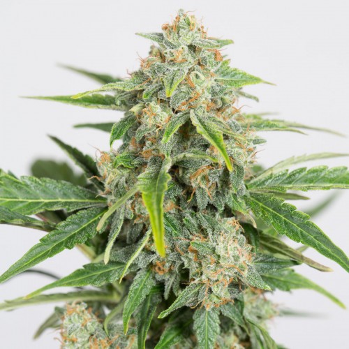 Auto CBD Dinamed Feminised Silver