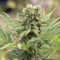 Auto Doctor Dedoverde Haze Feminised Silver