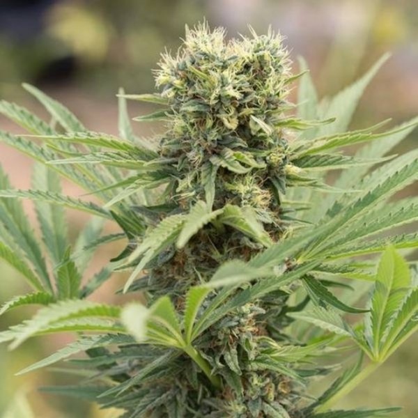 Auto Doctor Dedoverde Haze Feminised Silver