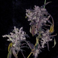 Auto Dr. Grinspoon Silver