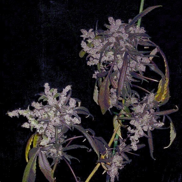 Auto Dr. Grinspoon Silver