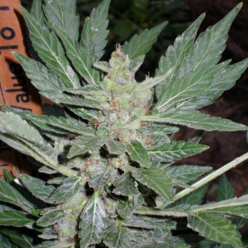 Auto Dr. Feelgood Silver regular