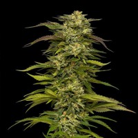 Auto Dream Queen Feminised Silver Seeds