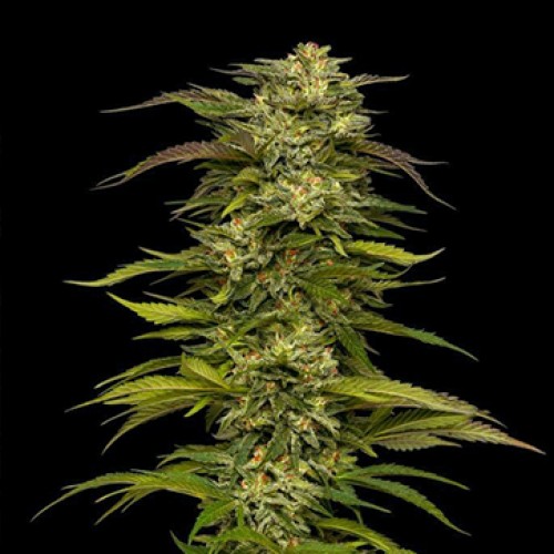 Auto Dream Queen Feminised Silver Seeds