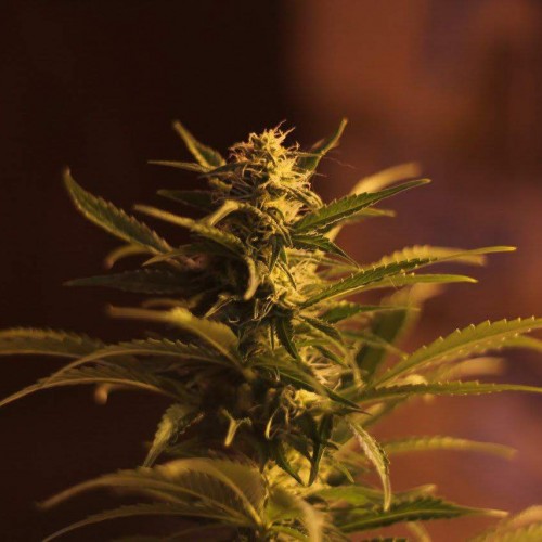 Auto Dreamberry Feminised Silver