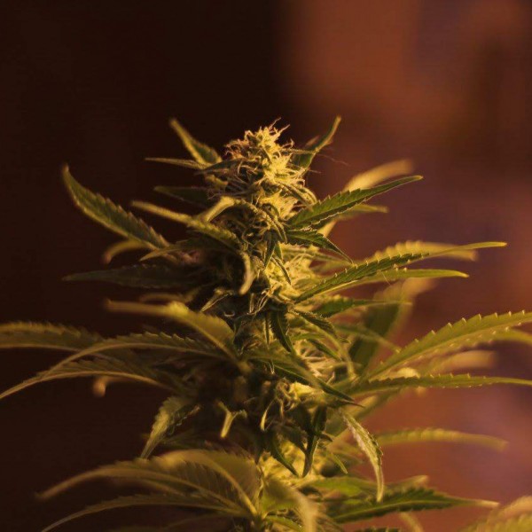 Auto Dreamberry Feminised Silver