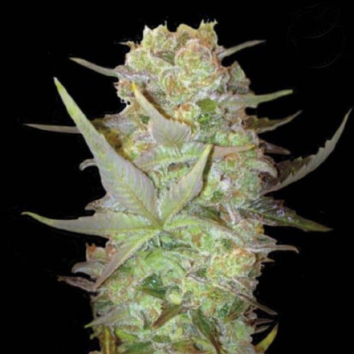 Auto Durban Poison Feminised Silver