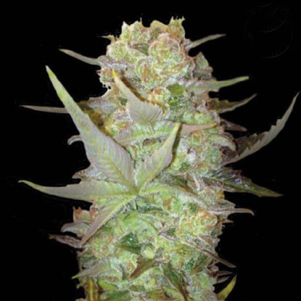 Auto Durban Poison Feminised Silver