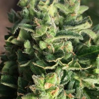 Auto Durban Poison Silver