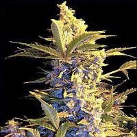 Auto Easy Ryder Silver