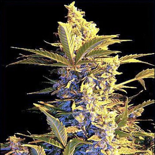 Auto Easy Ryder Silver