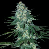 Auto El Alquimista Silver