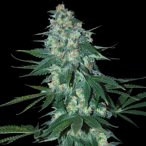 Auto El Alquimista Silver