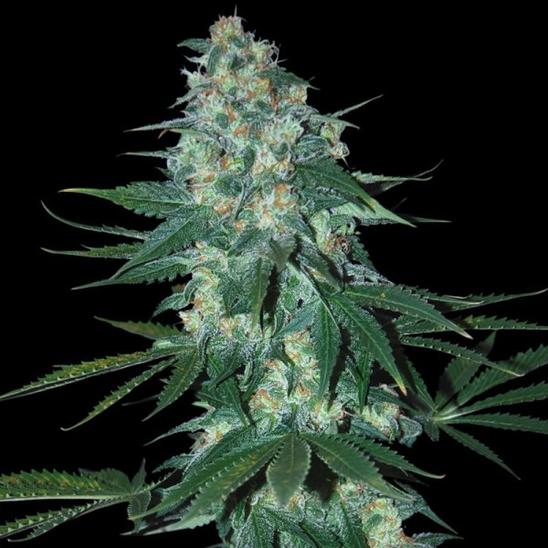 Auto El Alquimista Silver