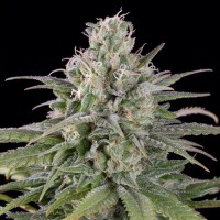 Auto English Cheese Feminised Silver