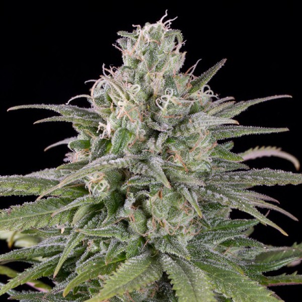 Auto English Cheese Feminised Silver